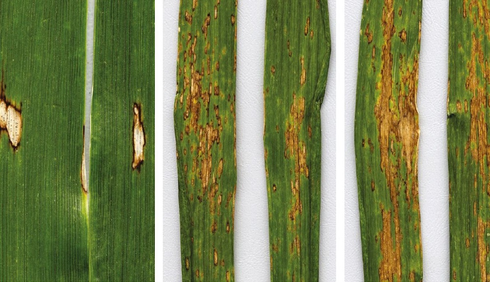 Ascochyta leaf scorch (spot) symptoms (cereal disease)